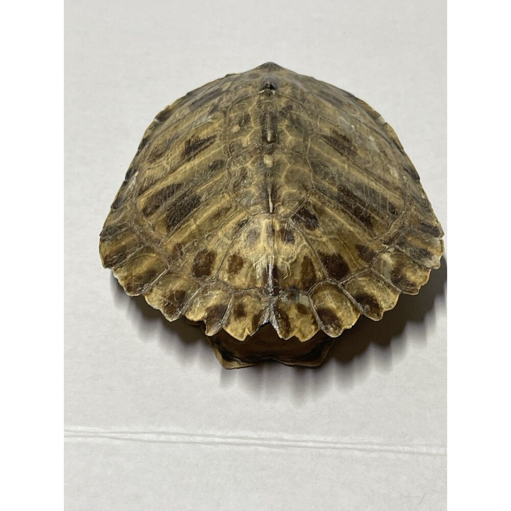 Vintage Turtle Shell - Picture 2 of 7